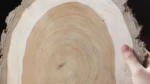 ⁦جزع شجر سرسوع سادة⁩ - الصورة ⁦5⁩