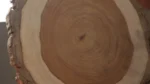 ⁦جزع شجر سرسوع سادة⁩ - الصورة ⁦4⁩