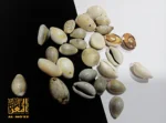 ⁦صدف بالقطعة⁩ - الصورة ⁦3⁩