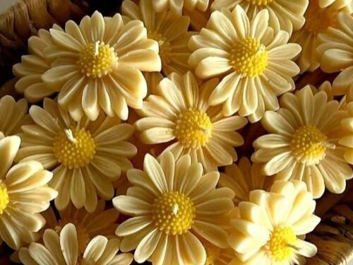قالب زهره عباد الشمس