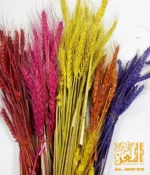 ⁦فرع سنبلة واحدة⁩ - الصورة ⁦3⁩