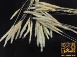 ⁦عود واحد من سنبلة ديل القط⁩ - الصورة ⁦4⁩