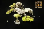 ⁦ورد صغير مجفف⁩ - الصورة ⁦4⁩